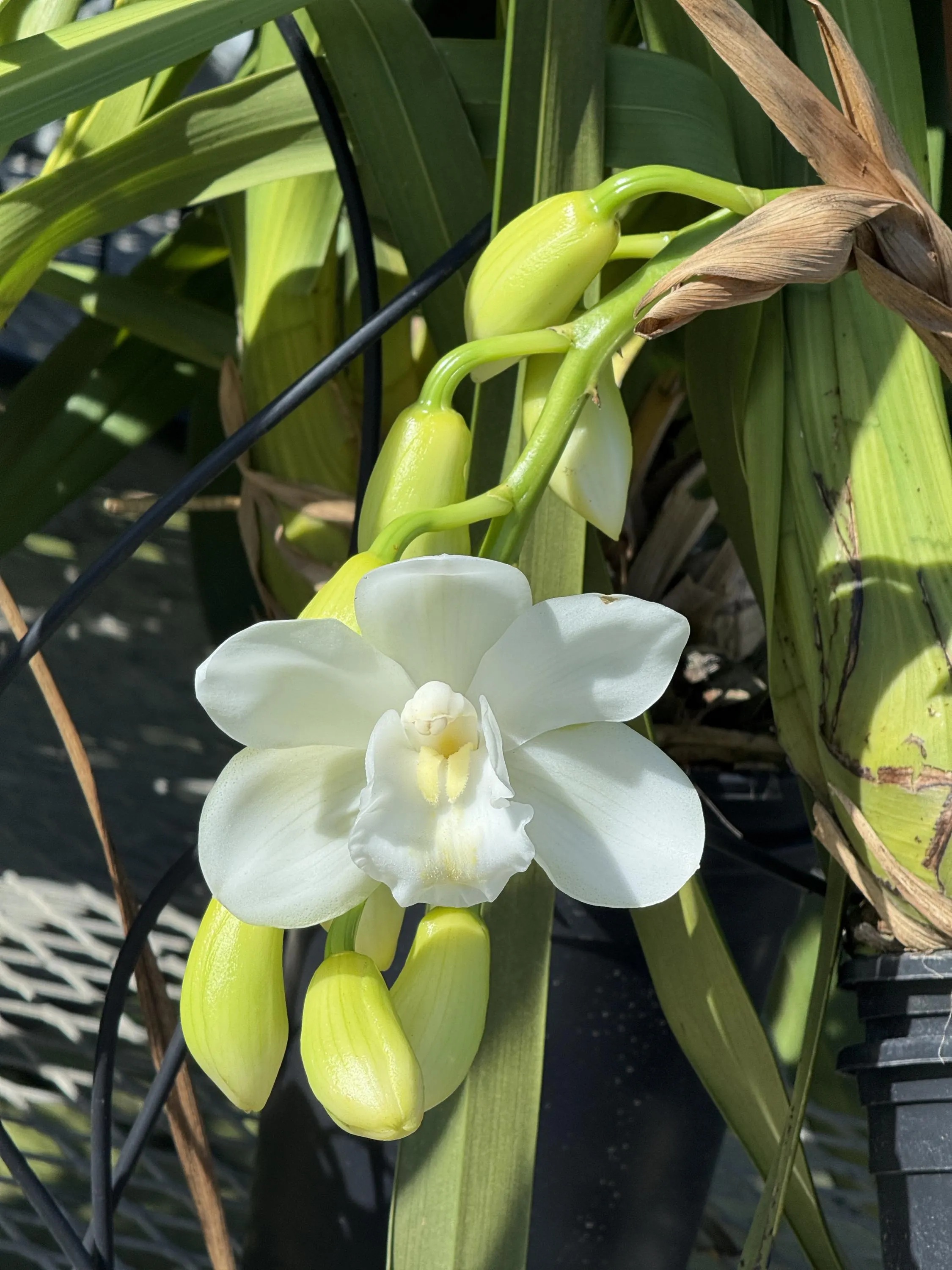 Cymbidium White Snow - Image 3