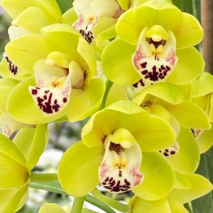 Cymbidium Dame Catherine ‘Spring Day’