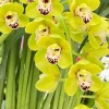 Cymbidium Dame Catherine ‘Spring Day’ - Image 3