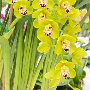 Alternative view of Cymbidium Dame Catherine ‘Spring Day’