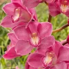 Cymbidium (Barrita Glam x Blazing Rose) ‘Strawberry Lip’. - Image 3