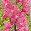 Cymbidium (Barrita Glam x Blazing Rose) ‘Strawberry Lip’. - Image 2