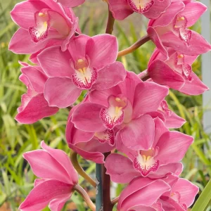 Alternative view of Cymbidium (Barrita Glam x Blazing Rose) ‘Strawberry Lip’.