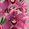 Cymbidium (Barrita Glam x Tethy's 'Lip Solid') - Image 4