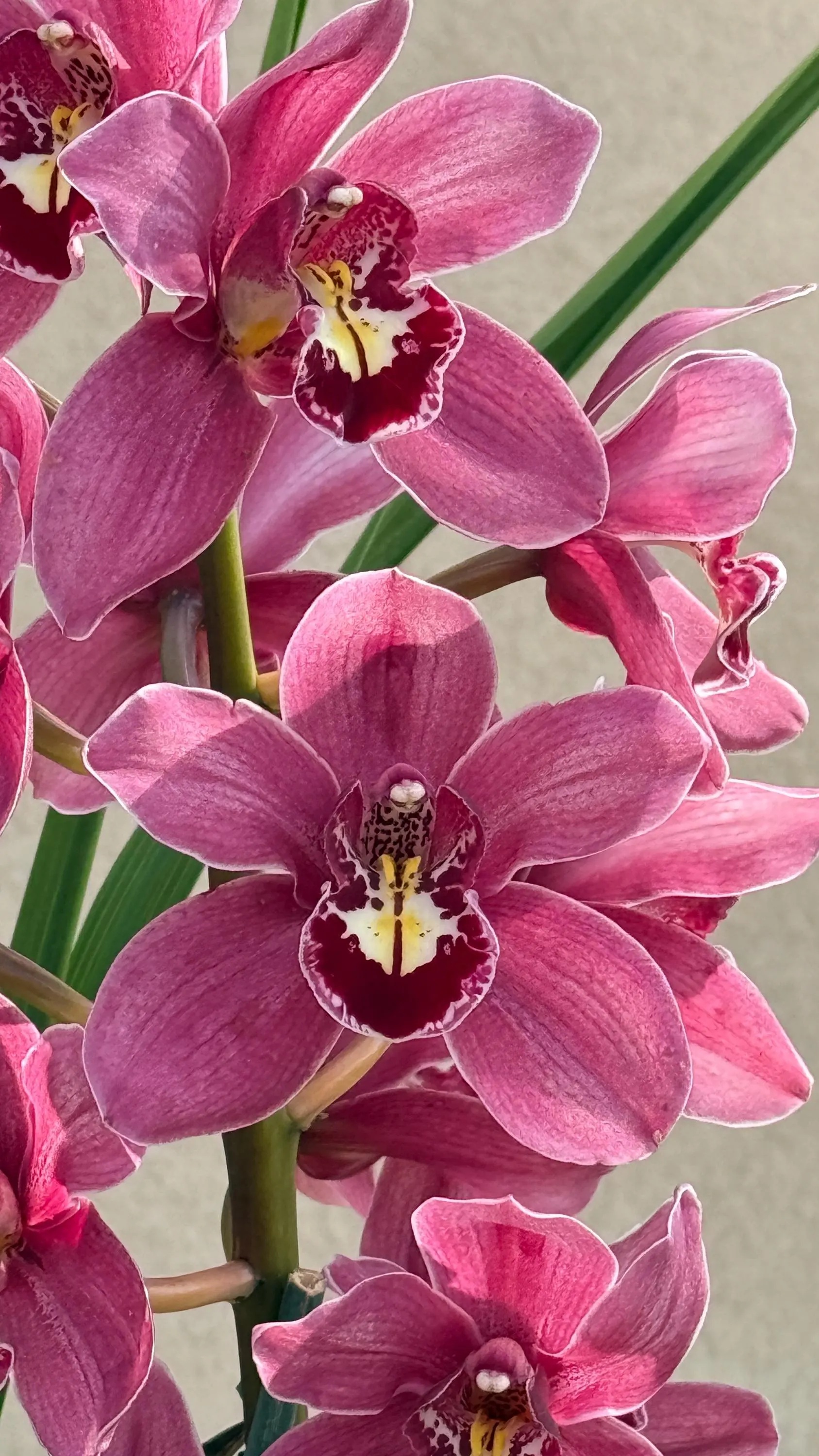 Cymbidium (Barrita Glam x Tethy's 'Lip Solid') - Image 4