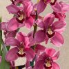 Cymbidium (Barrita Glam x Tethy's 'Lip Solid') - Image 6