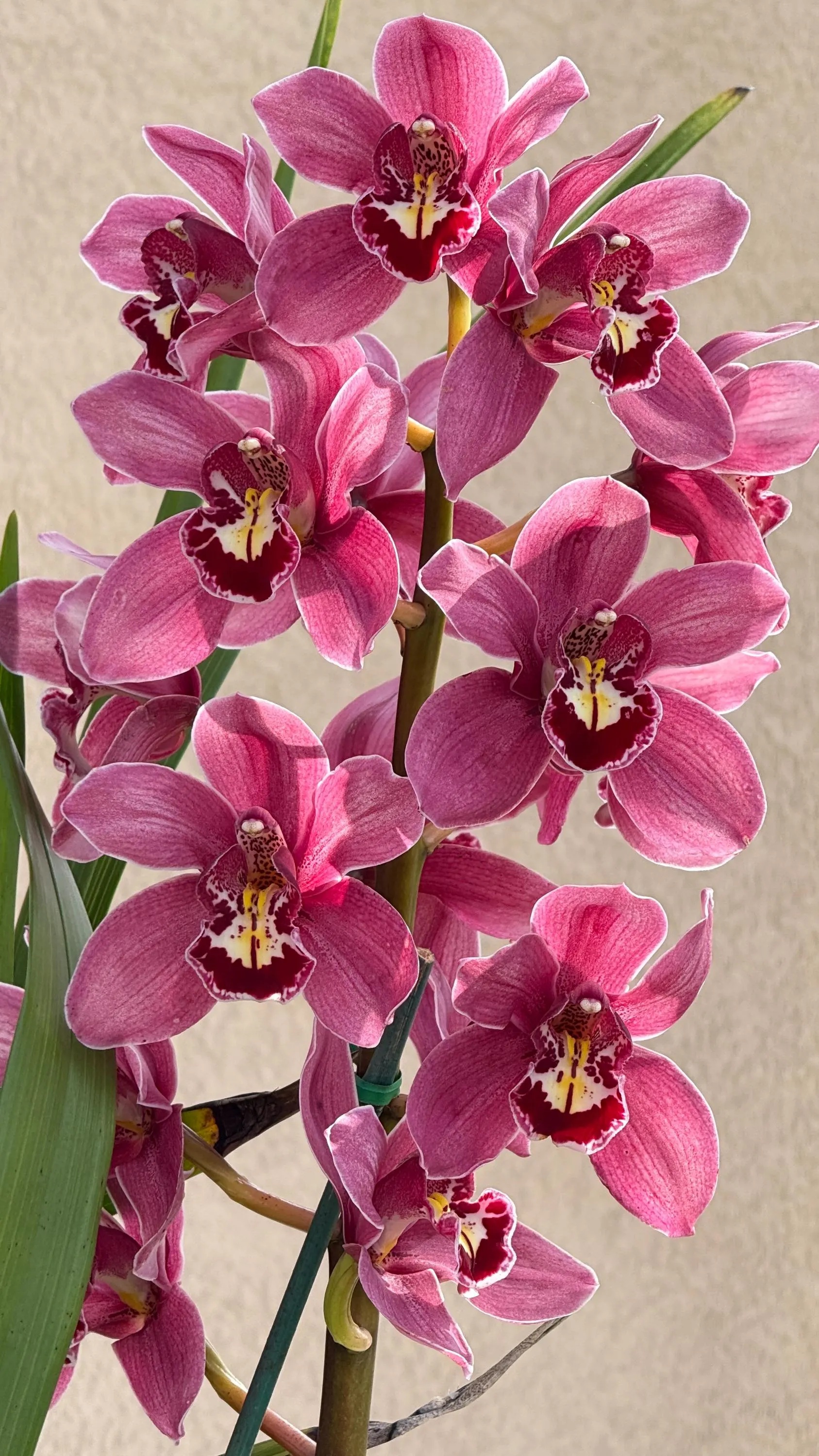 Cymbidium (Barrita Glam x Tethy's 'Lip Solid') - Image 6