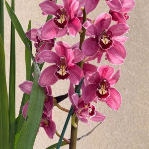 Alternative view of Cymbidium (Barrita Glam x Tethy's 'Lip Solid')