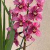 Cymbidium (Barrita Glam x Tethy's 'Lip Solid') - Image 2