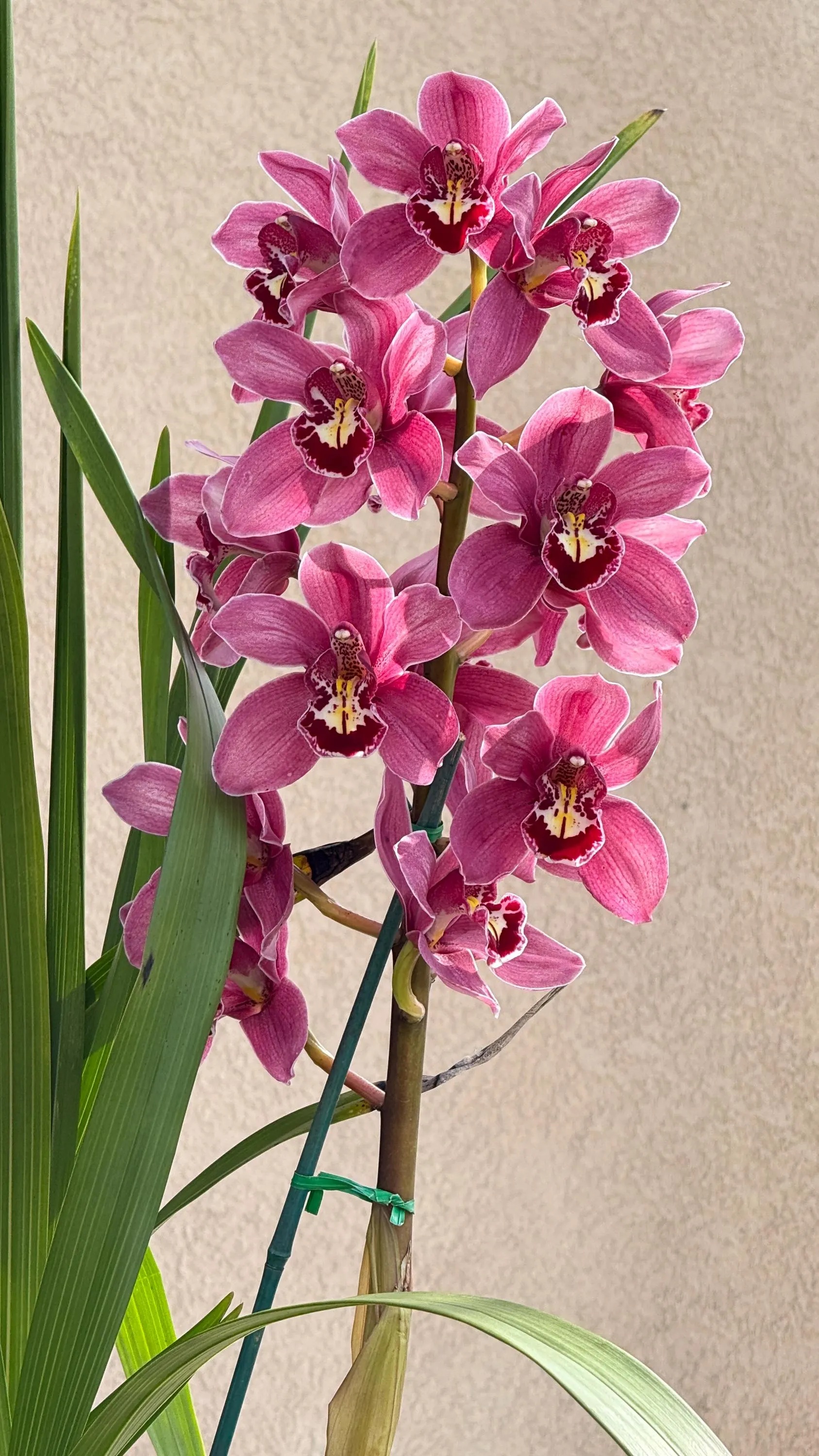 Cymbidium (Barrita Glam x Tethy's 'Lip Solid') - Image 2