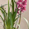 Cymbidium (Barrita Glam x Tethy's 'Lip Solid') - Image 3