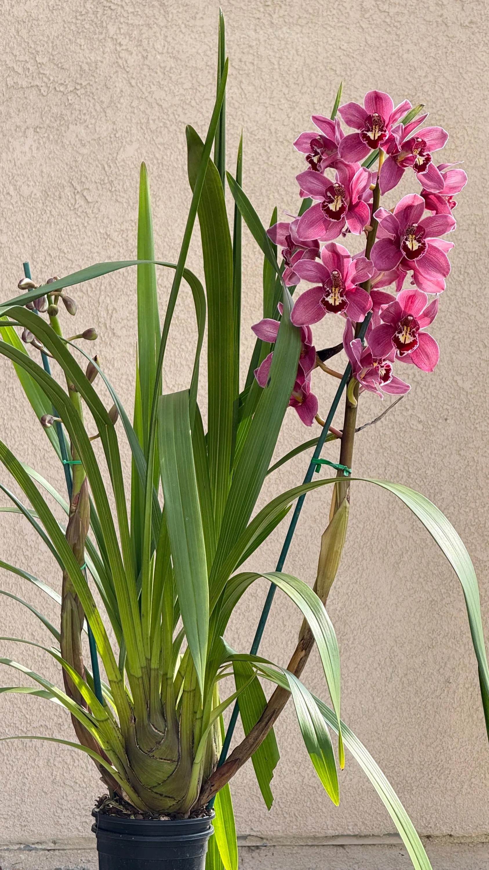 Cymbidium (Barrita Glam x Tethy's 'Lip Solid') - Image 3