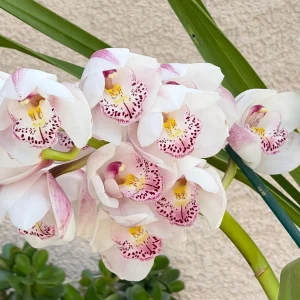 Cymbidium Barrita Peace ‘Clean & Bright’