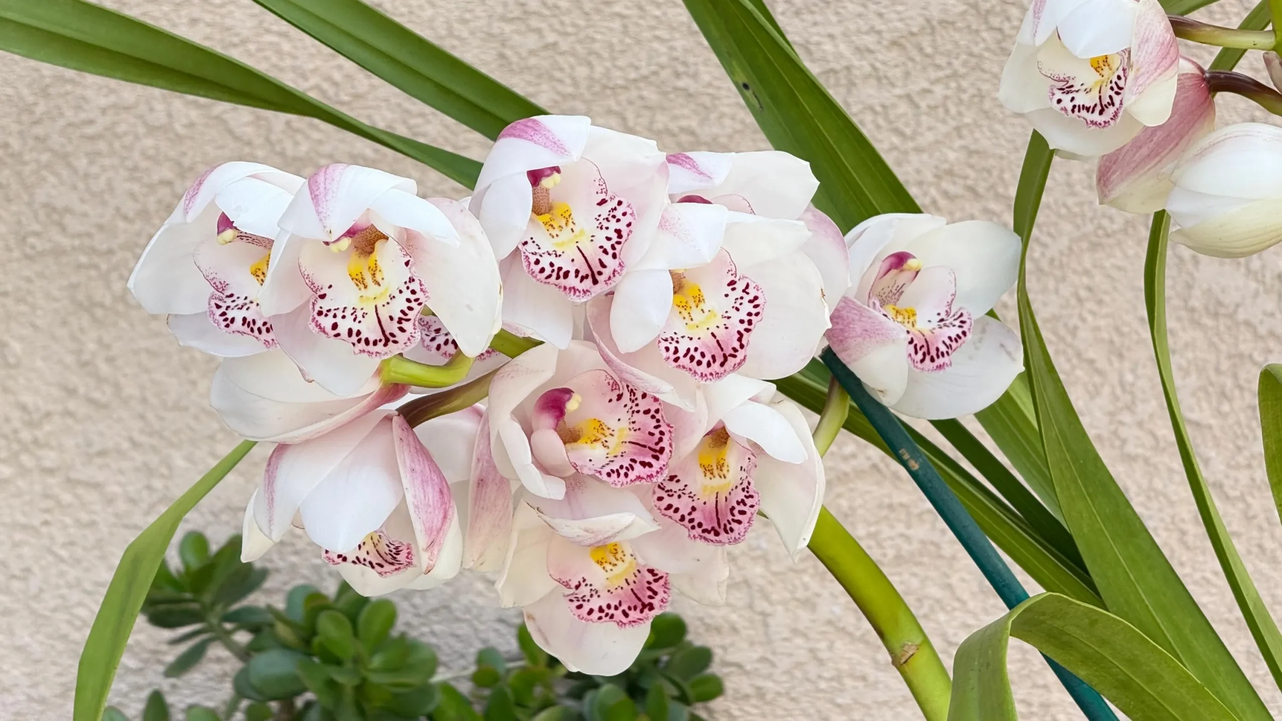 Cymbidium Barrita Peace ‘Clean & Bright’