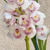 Cymbidium Barrita Peace ‘Clean & Bright’ - Image 3