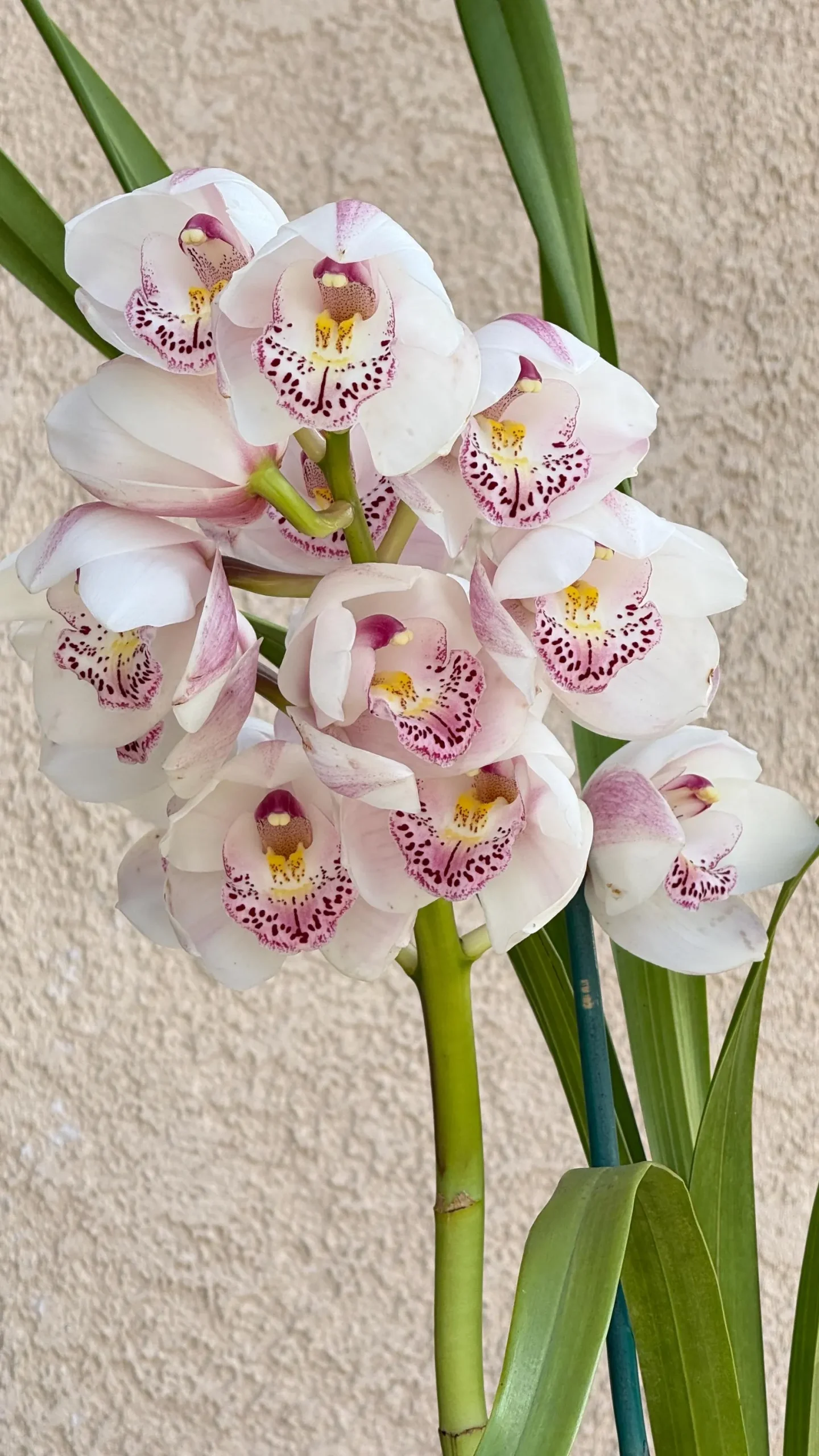 Cymbidium Barrita Peace ‘Clean & Bright’ - Image 3