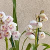 Cymbidium Barrita Peace ‘Clean & Bright’ - Image 6
