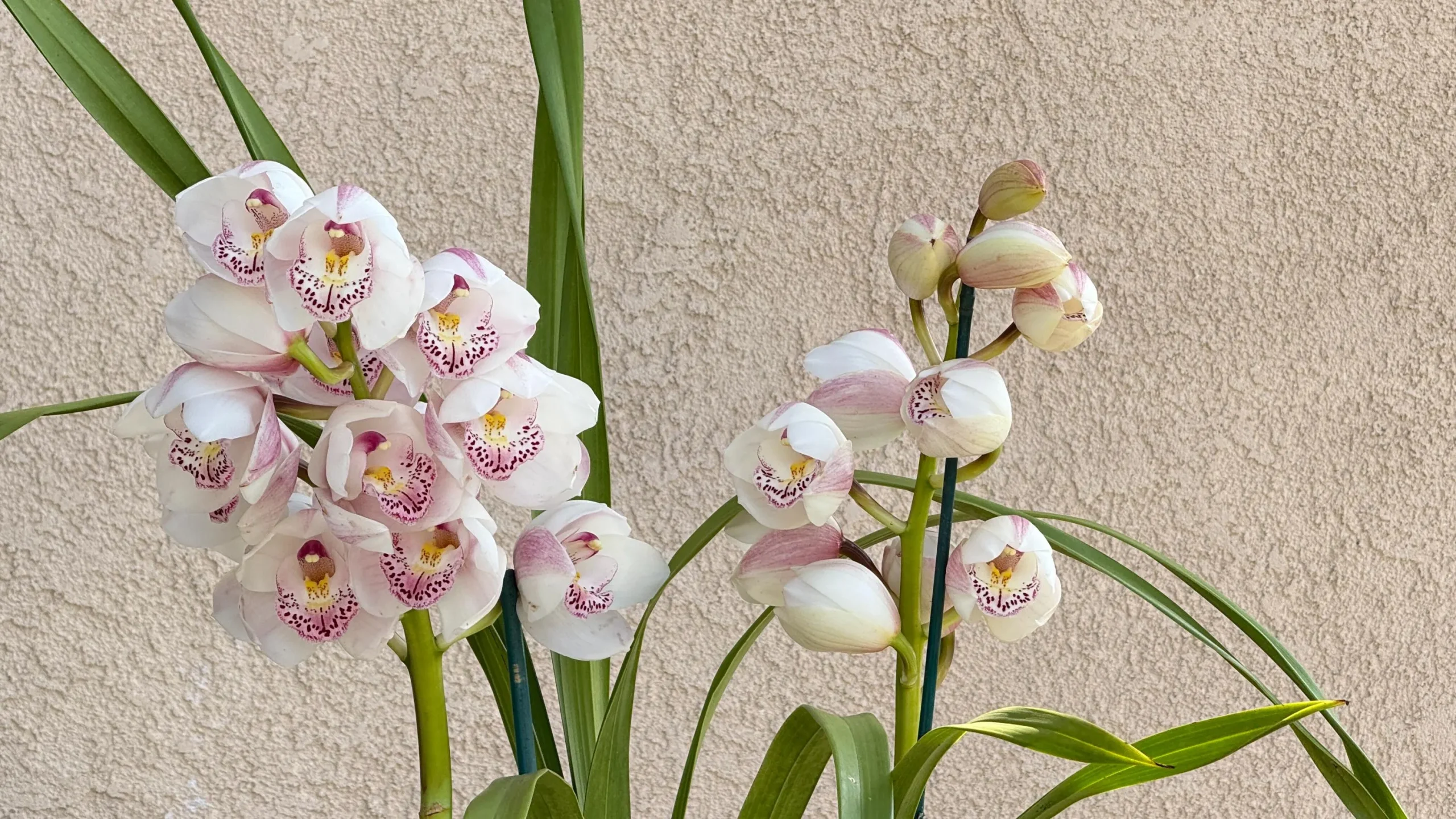 Cymbidium Barrita Peace ‘Clean & Bright’ - Image 6
