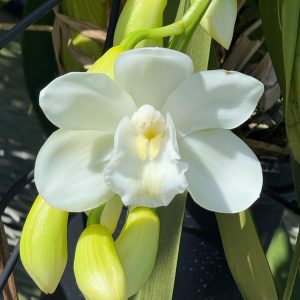 Alternative view of Cymbidium White Snow