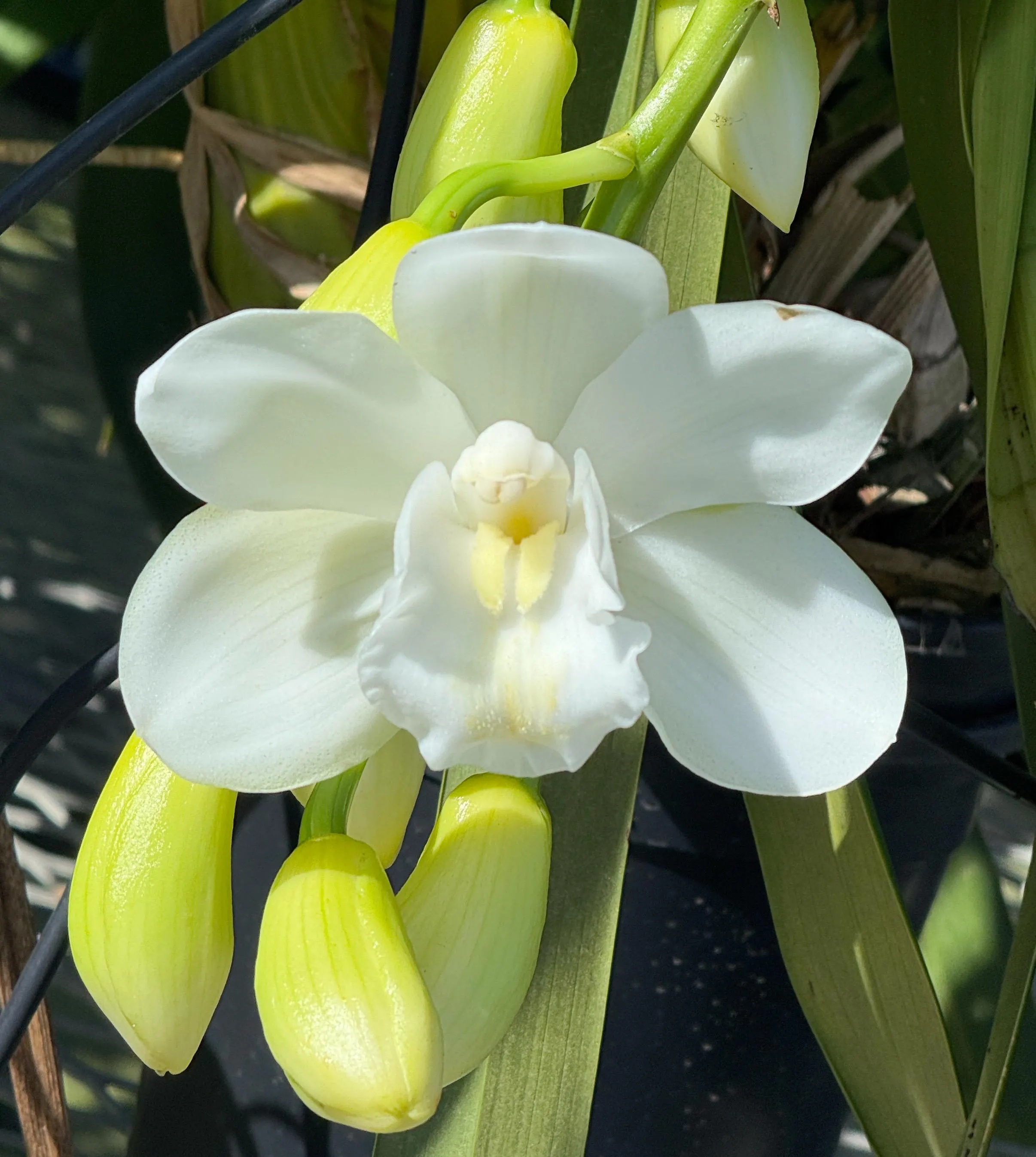 Cymbidium White Snow - Image 2
