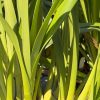 Cymbidium White Snow - Image 6