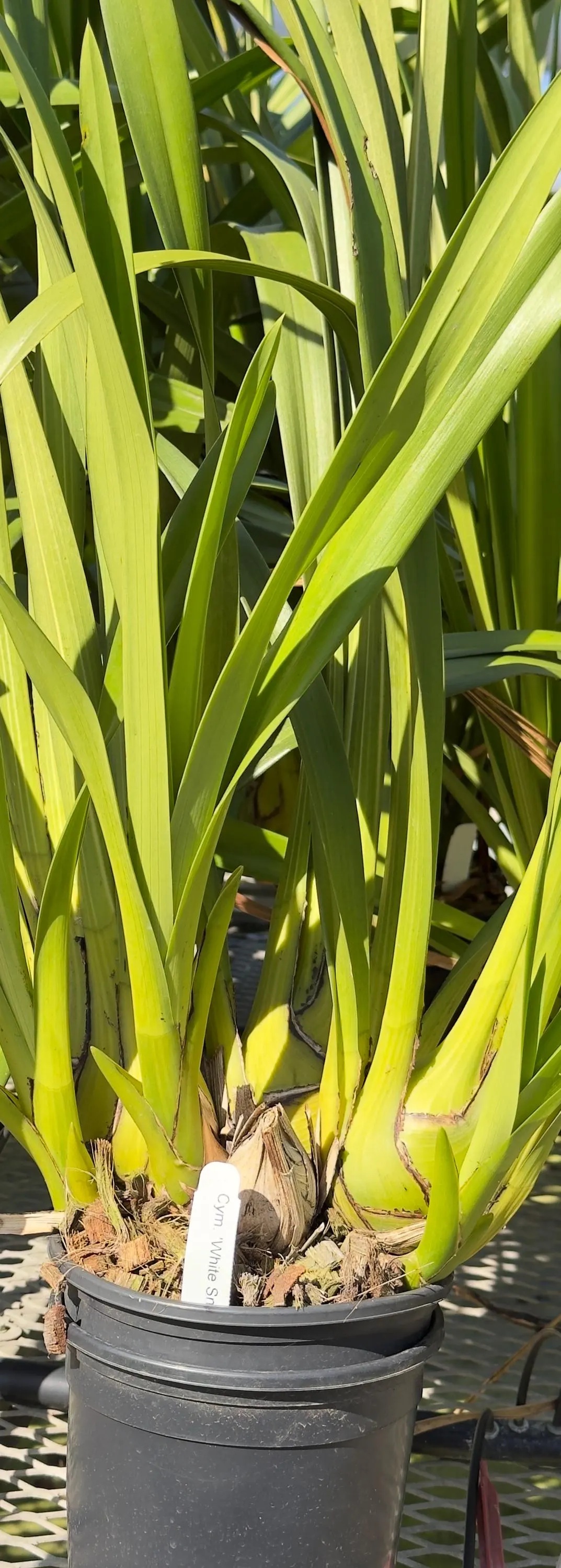 Cymbidium White Snow - Image 6