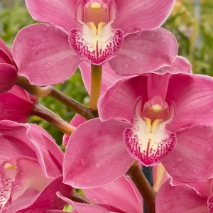 Cymbidium (Barrita Glam x Blazing Rose) ‘Strawberry Lip’.