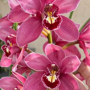 Cymbidium (Barrita Glam x Tethy's 'Lip Solid')