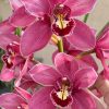 Cymbidium (Barrita Glam x Tethy's 'Lip Solid')