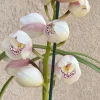 Cymbidium Barrita Peace ‘Clean & Bright’ - Image 4