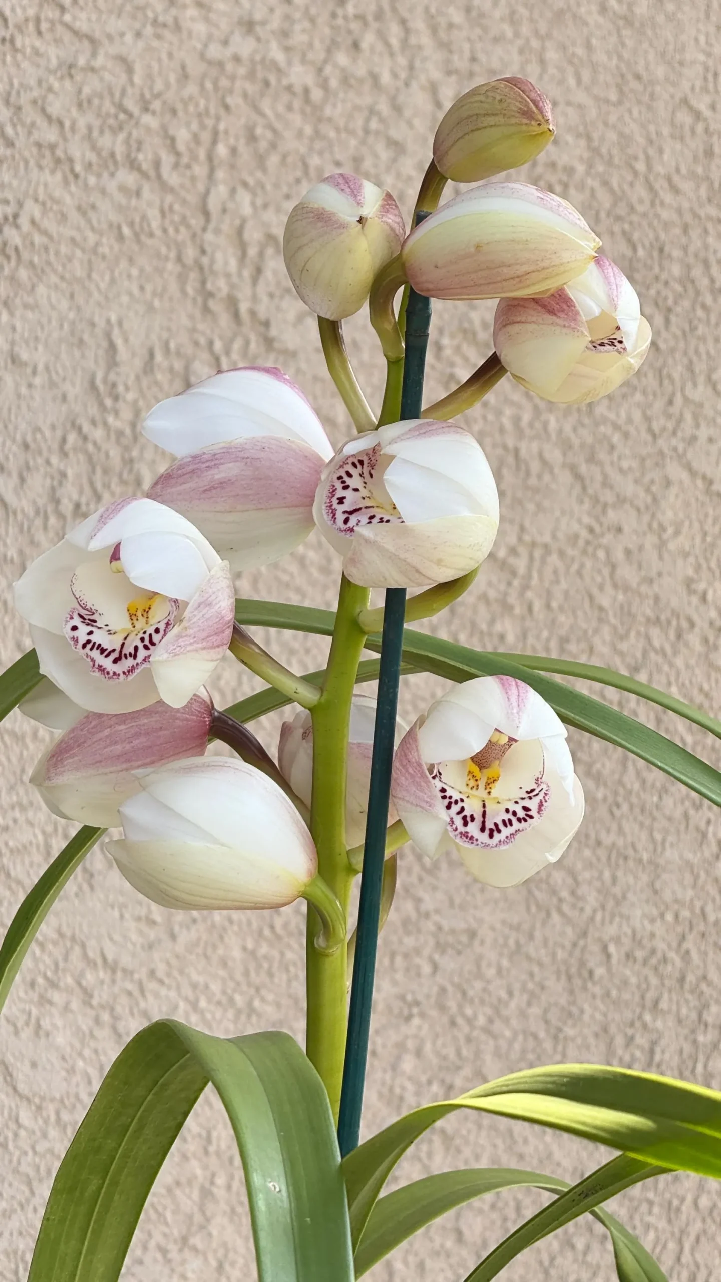 Cymbidium Barrita Peace ‘Clean & Bright’ - Image 4
