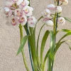 Cymbidium Barrita Peace ‘Clean & Bright’ - Image 5