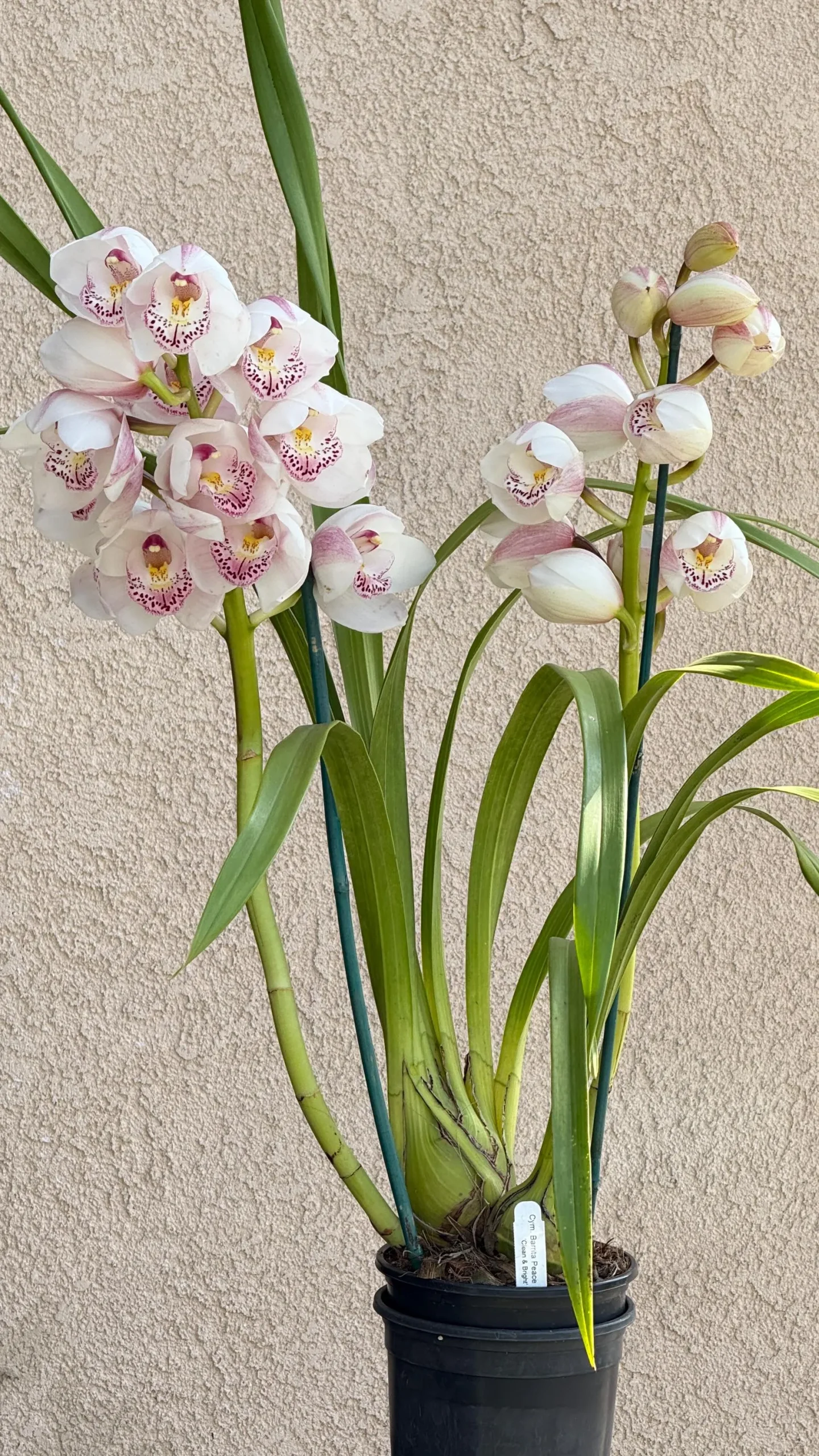 Cymbidium Barrita Peace ‘Clean & Bright’ - Image 5