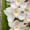 Cymbidium (Kulnura Alchemy x Darch Crystal) ‘4’ - Image 5