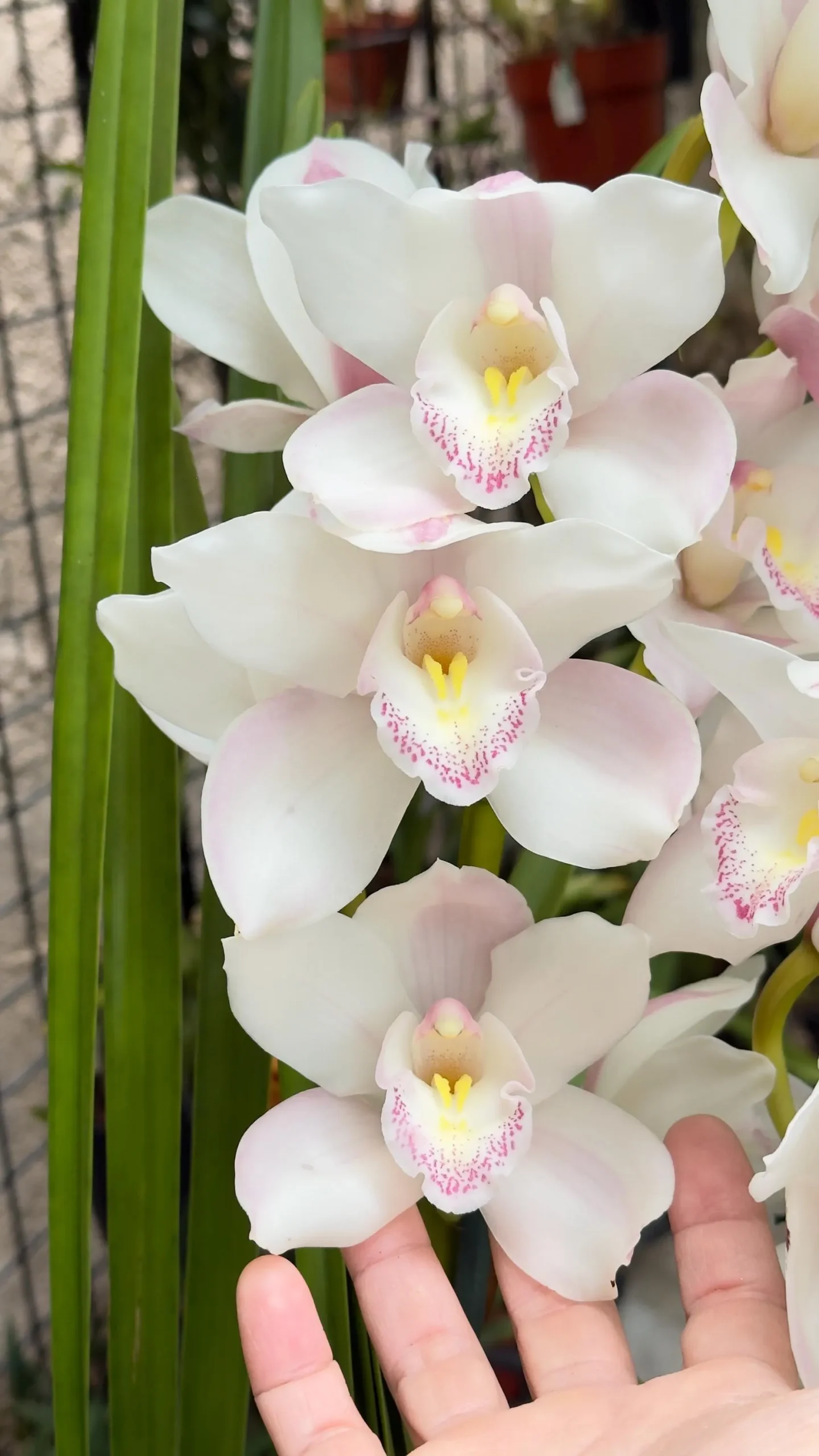 Cymbidium (Kulnura Alchemy x Darch Crystal) ‘4’ - Image 5