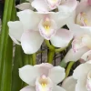 Cymbidium (Kulnura Alchemy x Darch Crystal) ‘4’ - Image 4