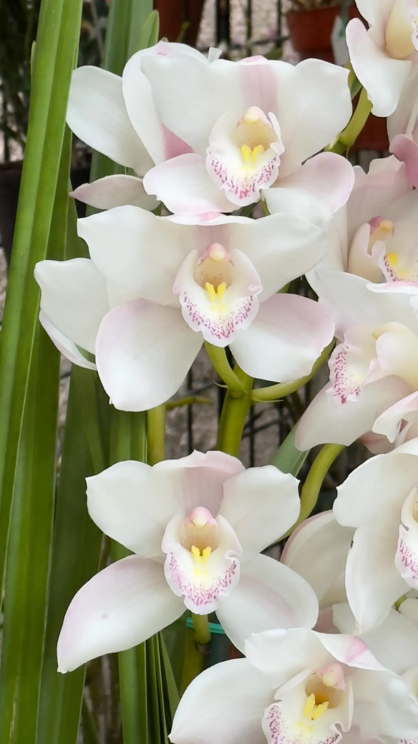 Cymbidium (Kulnura Alchemy x Darch Crystal) ‘4’ - Image 4