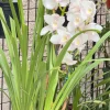 Cymbidium (Kulnura Alchemy x Darch Crystal) ‘4’ - Image 11