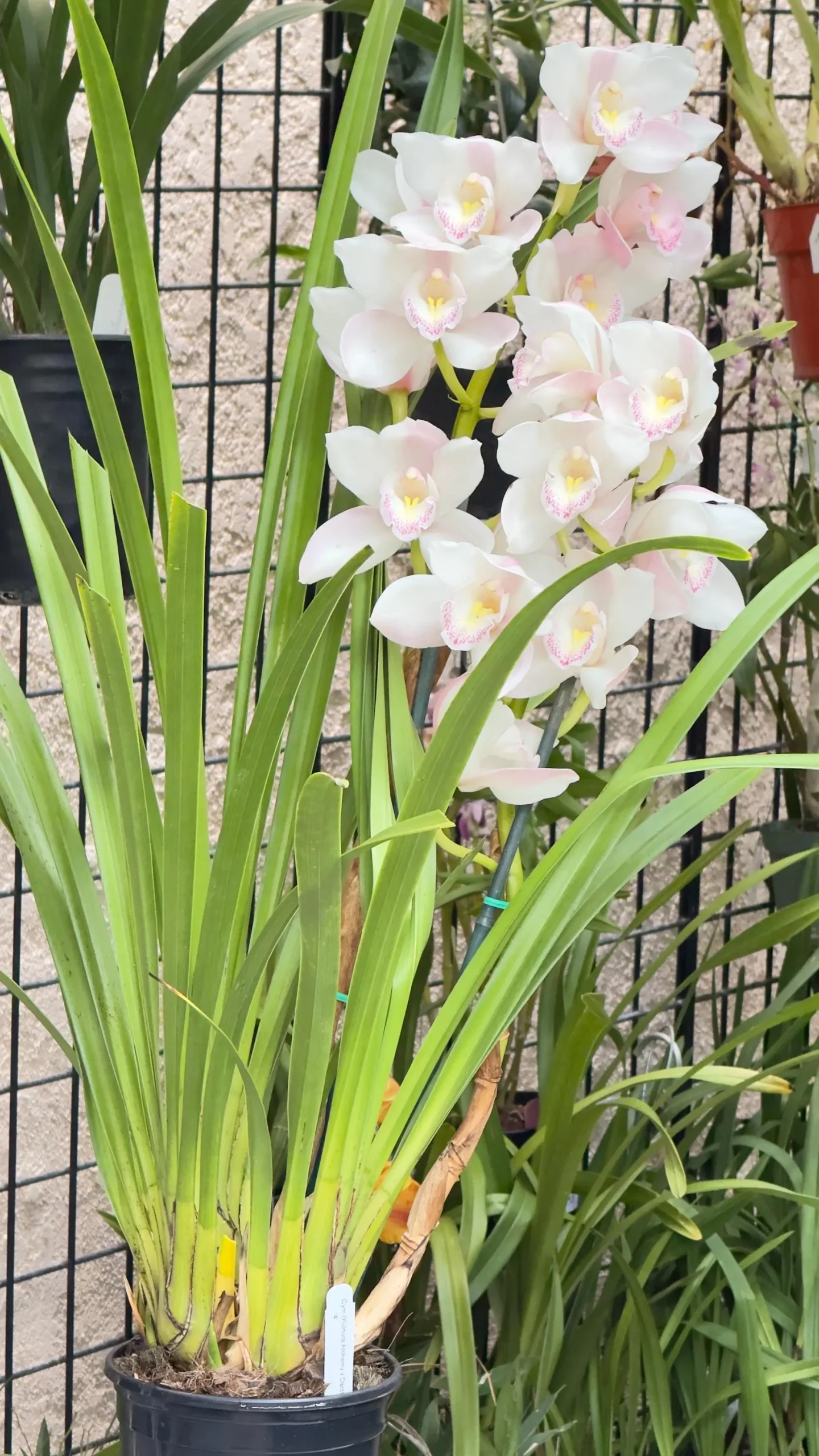 Cymbidium (Kulnura Alchemy x Darch Crystal) ‘4’ - Image 11