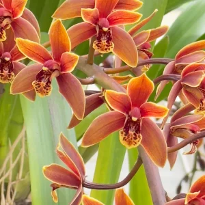 Cymbidium Lambert Day ~ Supper Fragrant