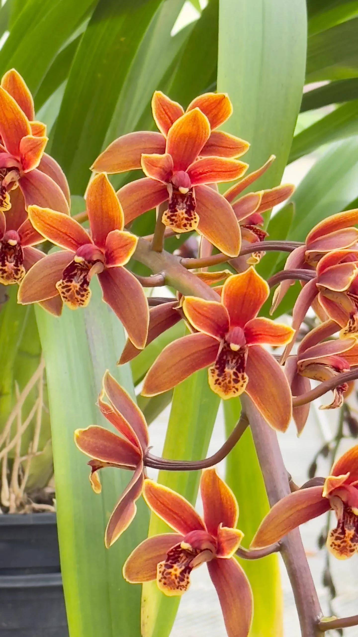 Cymbidium Lambert Day ~ Supper Fragrant