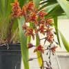 Cymbidium Lambert Day ~ Supper Fragrant - Image 2
