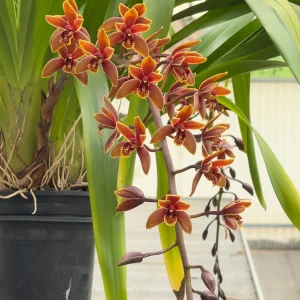 Alternative view of Cymbidium Lambert Day ~ Supper Fragrant