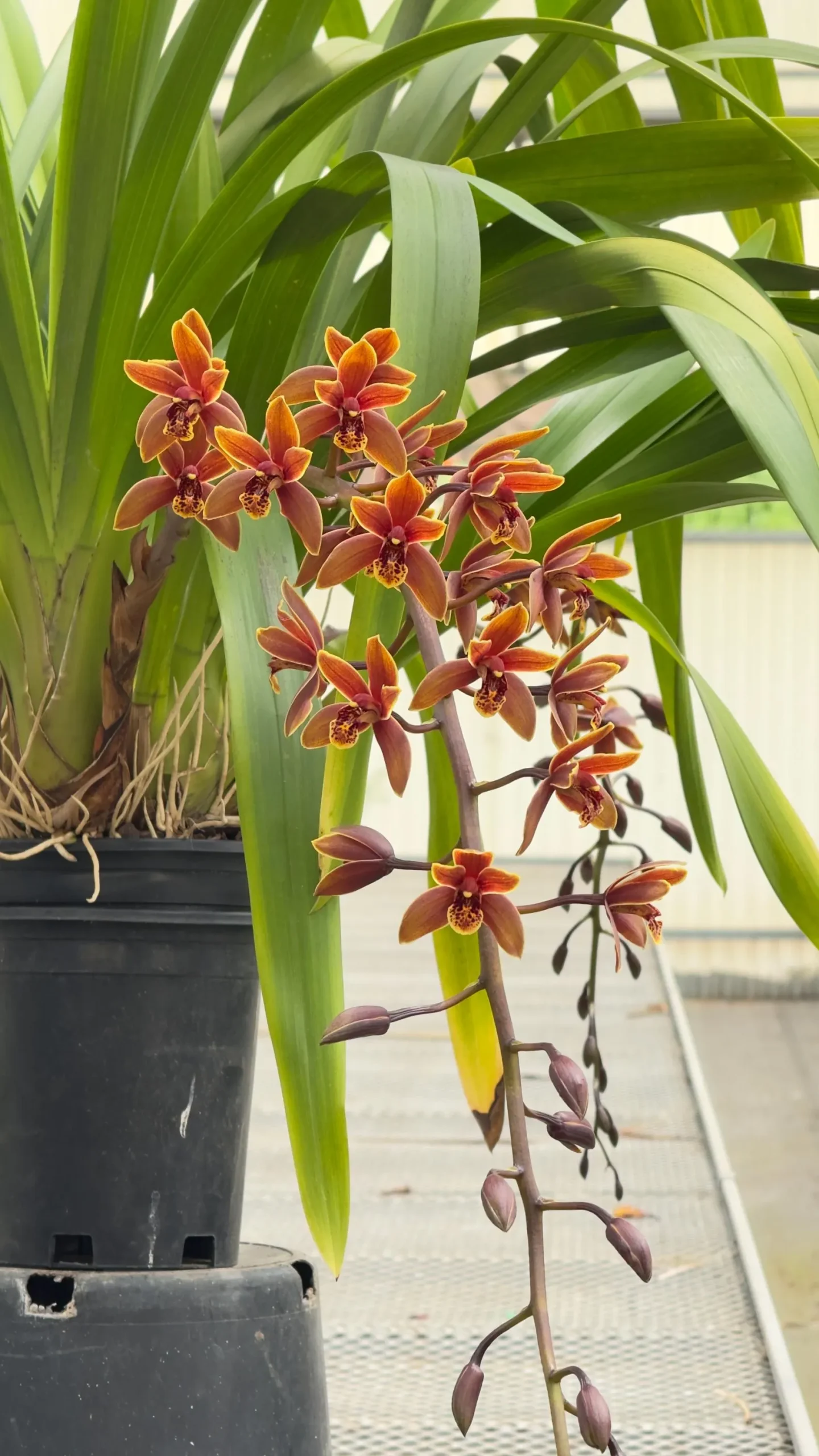 Cymbidium Lambert Day ~ Supper Fragrant - Image 2