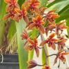 Cymbidium Lambert Day ~ Supper Fragrant - Image 3