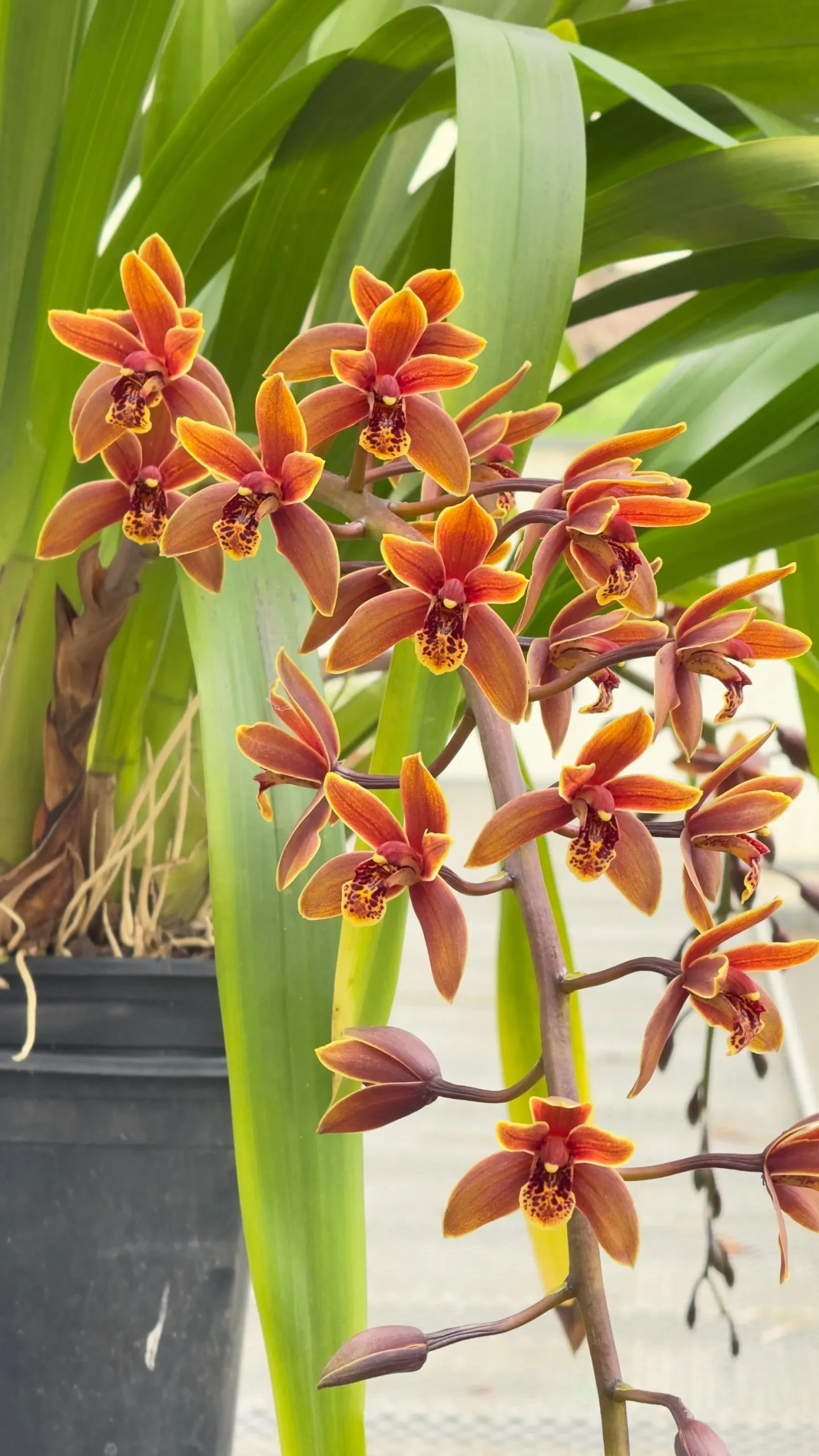 Cymbidium Lambert Day ~ Supper Fragrant - Image 3