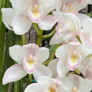 Cymbidium (Kulnura Alchemy x Darch Crystal) ‘4’