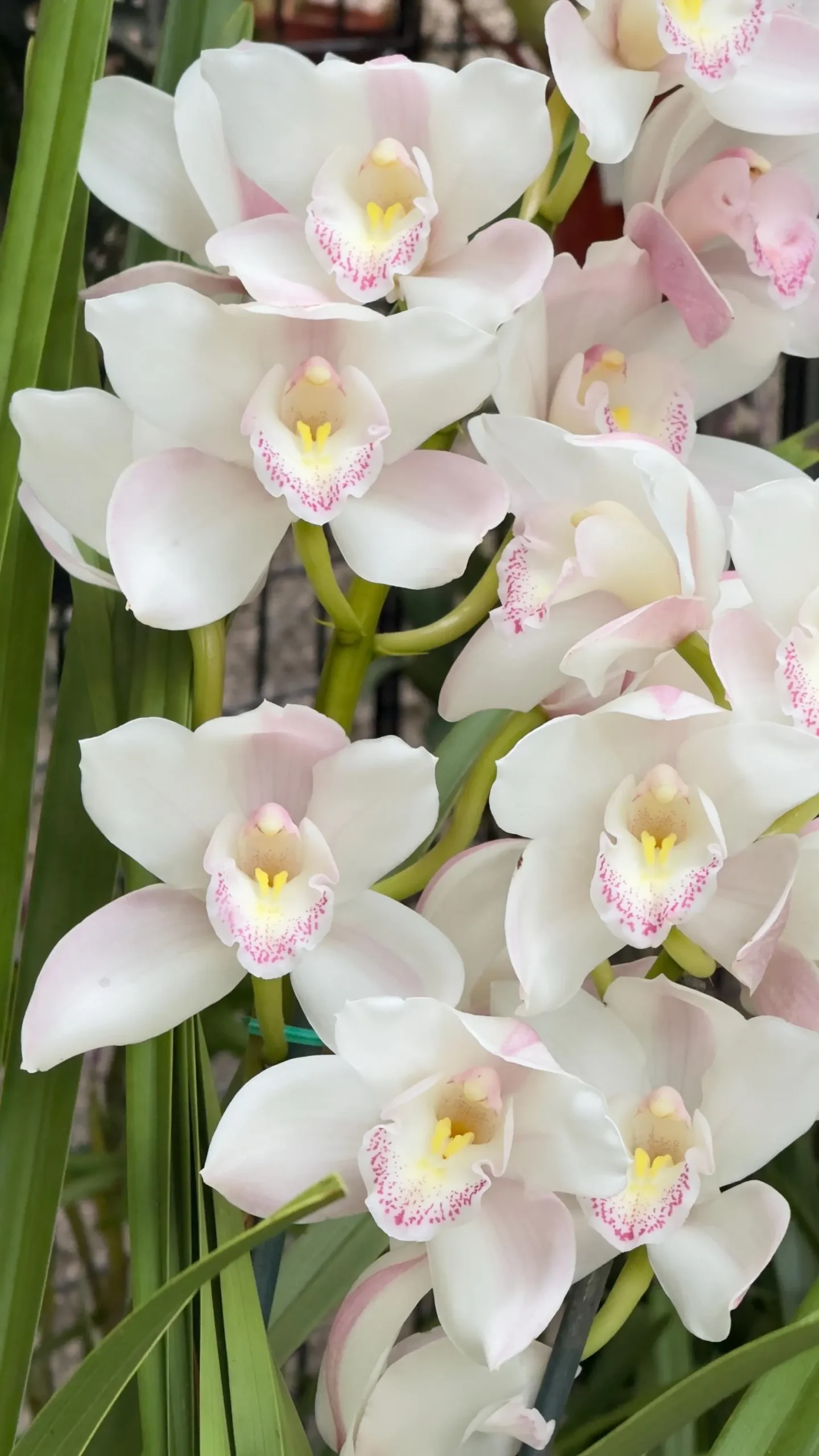 Cymbidium (Kulnura Alchemy x Darch Crystal) ‘4’