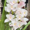 Cymbidium (Kulnura Alchemy x Darch Crystal) ‘4’ - Image 3