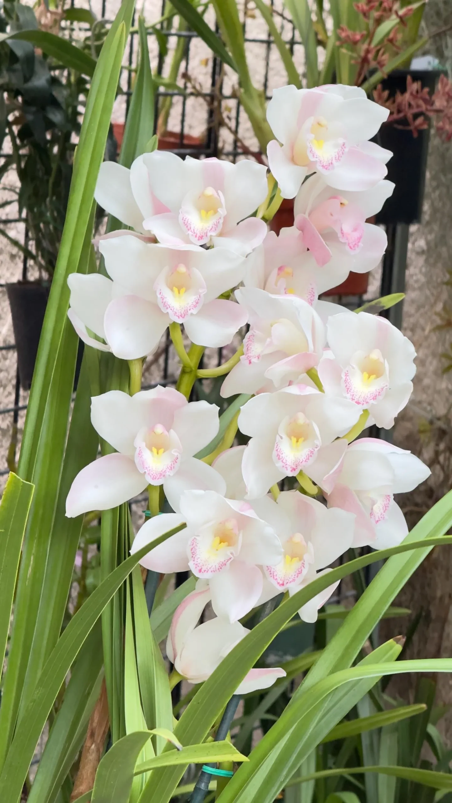 Cymbidium (Kulnura Alchemy x Darch Crystal) ‘4’ - Image 3